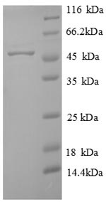 SDS-PAGE