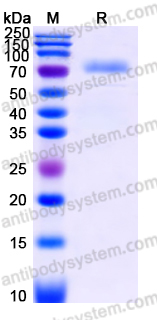 EHD37502, SDS-PAGE