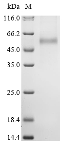 SDS-PAGE