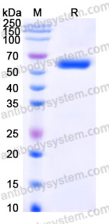 EHE85901, SDS-PAGE