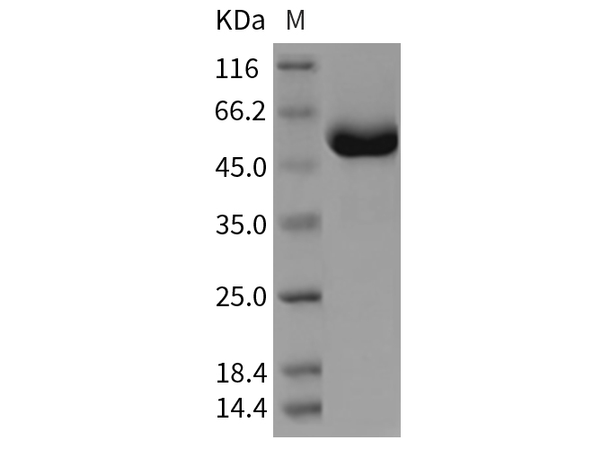 Валидация Elabscience PKSR030315(5659)