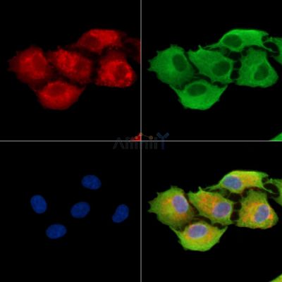 Валидация Affinity DF9337 - 21826