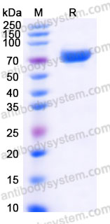 AHE43201, SDS-PAGE