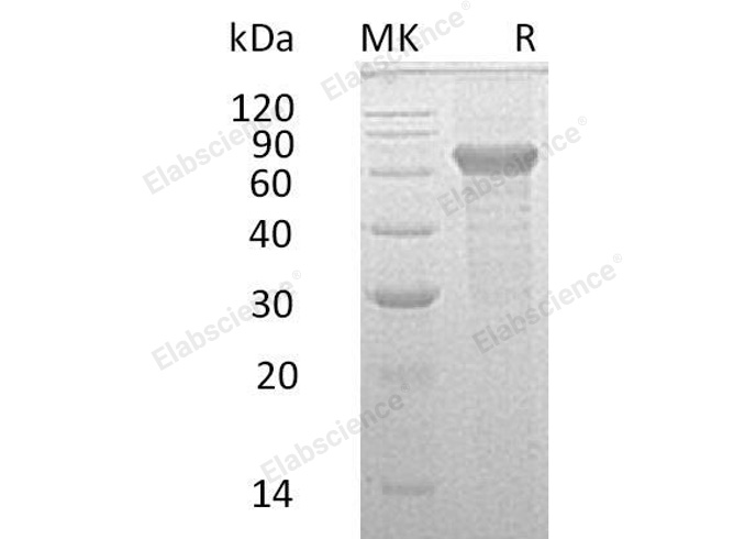 Валидация Elabscience PKSH032574(3025)