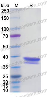 EHC12601, SDS-PAGE