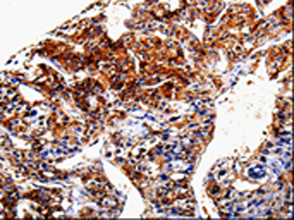 Валидация AssayVector ARM1010(35)