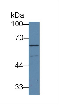 8667