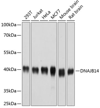Валидация Elabscience E-AB-63811