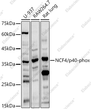Вестерн-блоттинг, NCF4/p40-phox, различные клеточные линии