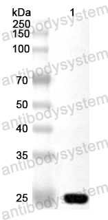 Валидация AntibodySystem PHA44601