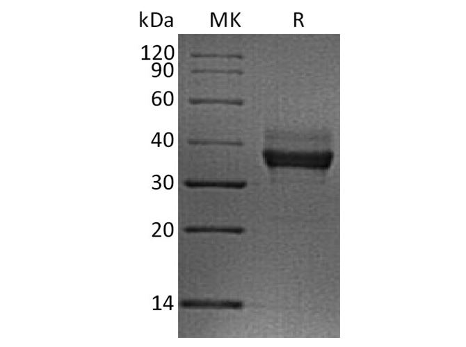 Валидация Elabscience PKSH033603(3894)