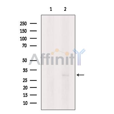 Валидация Affinity AF6208 - 3445