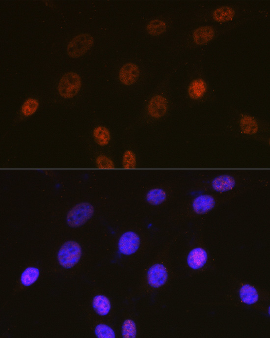 Валидация Elabscience E-AB-66884