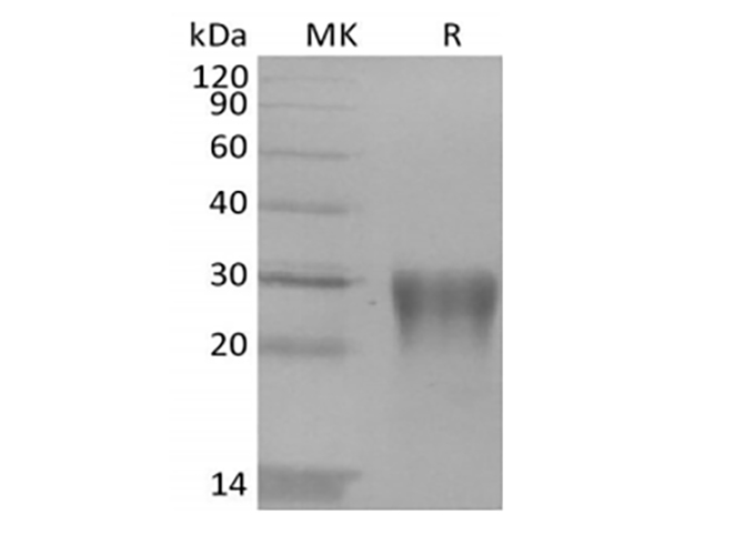 Валидация Elabscience PKSH033947(4176)