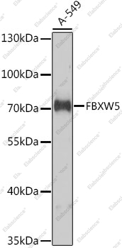 Вестерн-блоттинг, FBXW5, клетки A-549