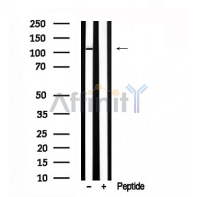 Валидация Affinity AF7605 - 4274