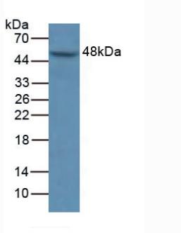 5664