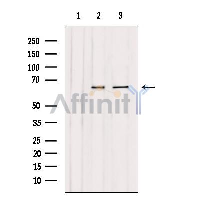 Валидация Affinity DF3255 - 14100