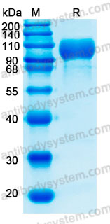 Валидация AntibodySystem AHJ03701