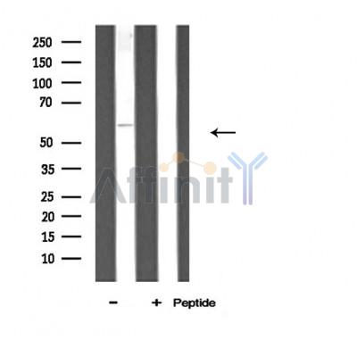 Валидация Affinity DF3806 - 14925