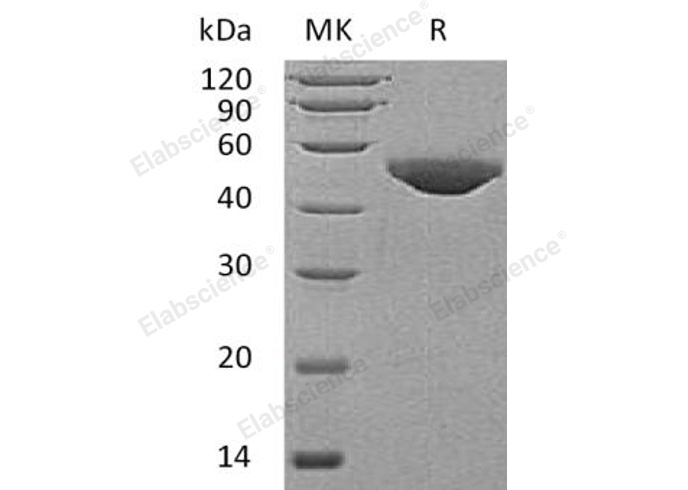 Валидация Elabscience PKSH032105(2649)