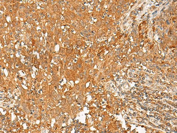 Валидация Elabscience E-AB-19926