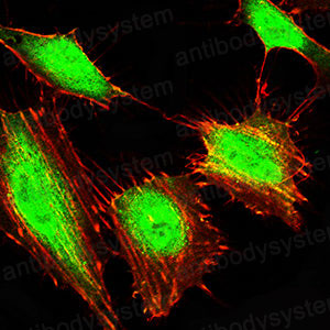 Валидация IF - AntibodySystem RHH16102