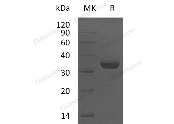 Валидация Elabscience PKSH030834(1683)