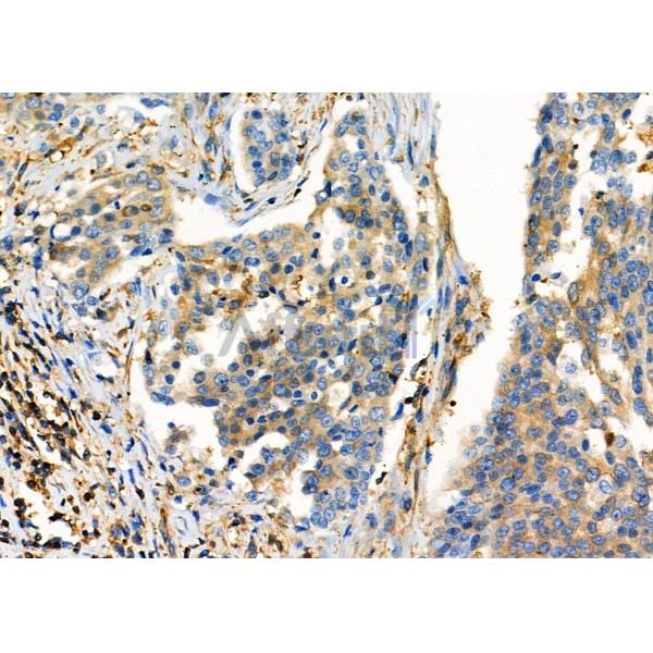 Валидация Affinity DF7976 - 19800