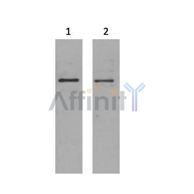 Валидация Affinity T0016 - 23062