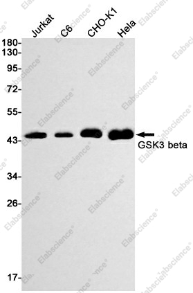 Вестерн-блоттинг, GSK3 beta, клетки Jurkat, C6, CHO-K1, HeLa