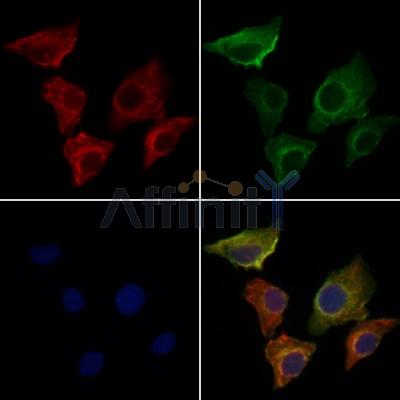 Валидация Affinity DF6265 - 17560