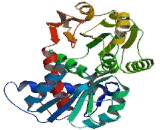 Ornithine Carbamoyl Transferase (OCT)