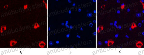 Валидация IF - AntibodySystem RHC85501 (445)