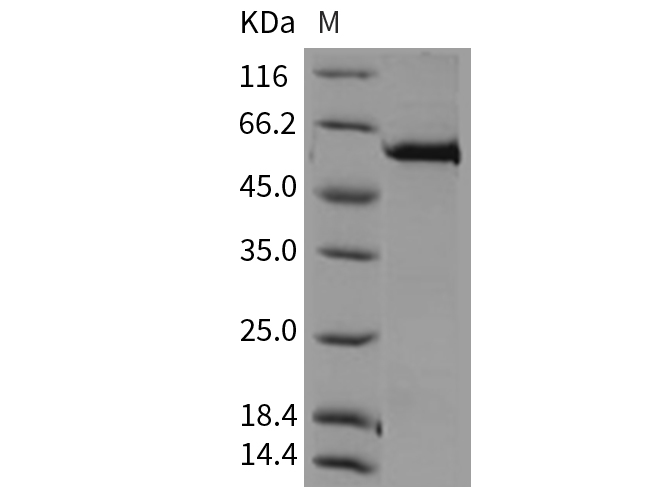 Валидация Elabscience PKSM040301(4313)