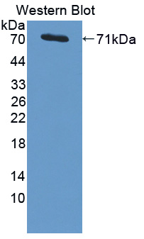 57234