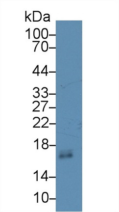 12498