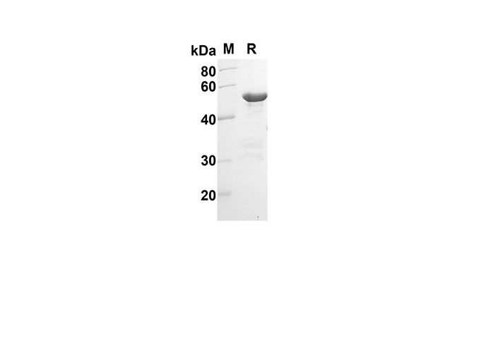 Валидация Elabscience PDEH100531(47)