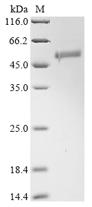 SDS-PAGE