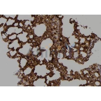 Валидация Affinity AF5240 - 2727