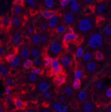 Иммунофлуоресценция, ACTA1, ткань печени мыши