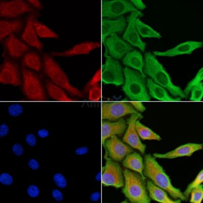 Валидация Affinity AF6483 - 3811