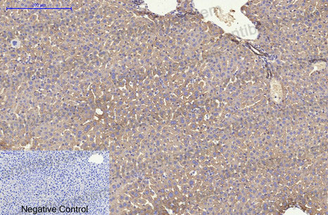 Валидация AntibodySystem RHC17905 (724)