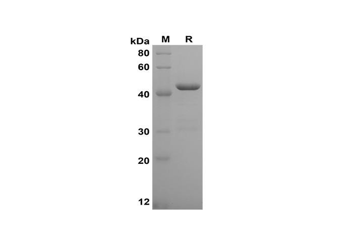 Валидация Elabscience PDEH100596(108)