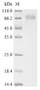 SDS-PAGE