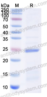 Валидация AntibodySystem YHB27201