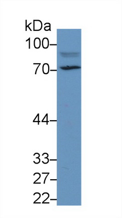 13033