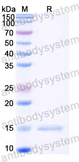 Валидация SDS-PAGE - AntibodySystem RZZ01808