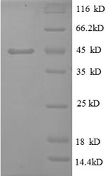 SDS-PAGE
