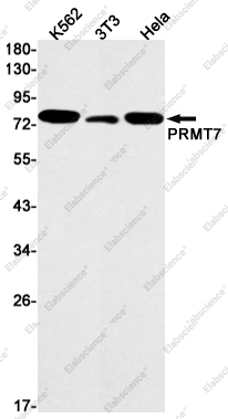 Вестерн-блоттинг, PRMT7, клетки K562, 3T3, HeLa